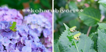 紫陽花と蛙