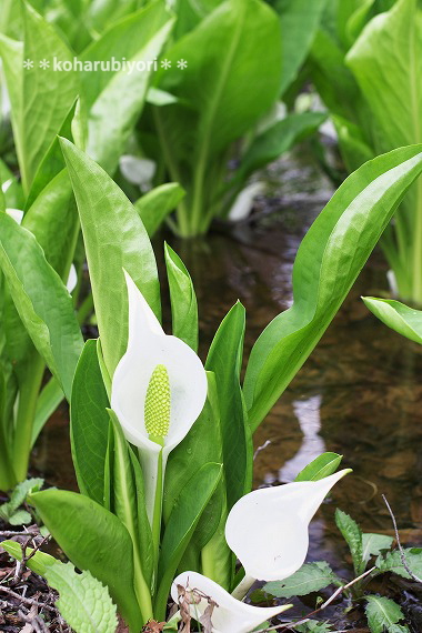 滝沢の水芭蕉