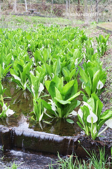 滝沢の水芭蕉