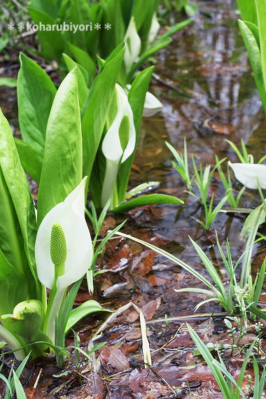 滝沢の水芭蕉