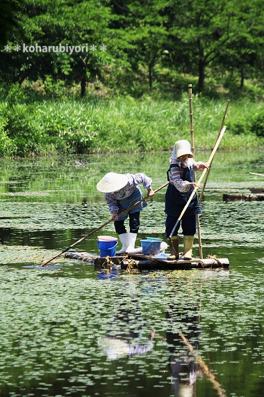 村岡のじゅんさい池