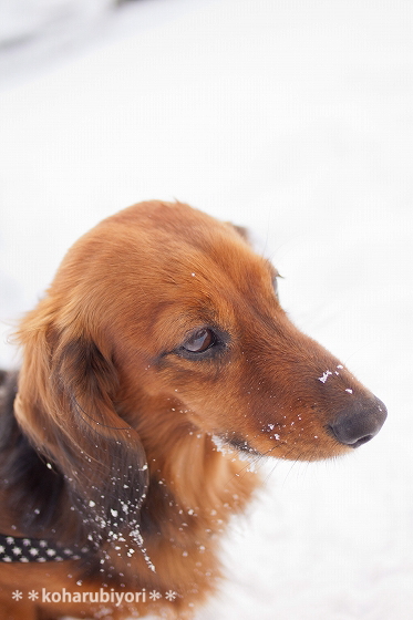 ヒカルと雪