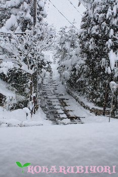 ４日の雪