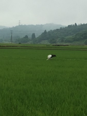 阿賀野市　コウノトリ