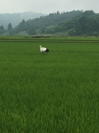 阿賀野市　コウノトリ