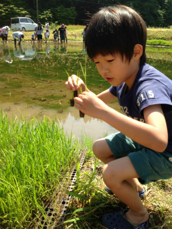 田植え体験　新潟