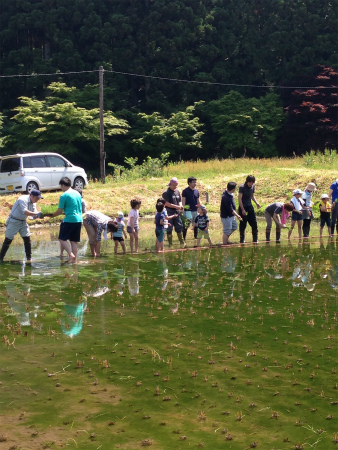 田植え体験　新潟