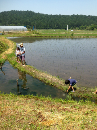 田植え体験　新潟