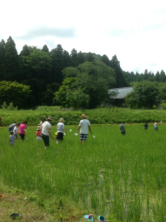 無農薬　お米